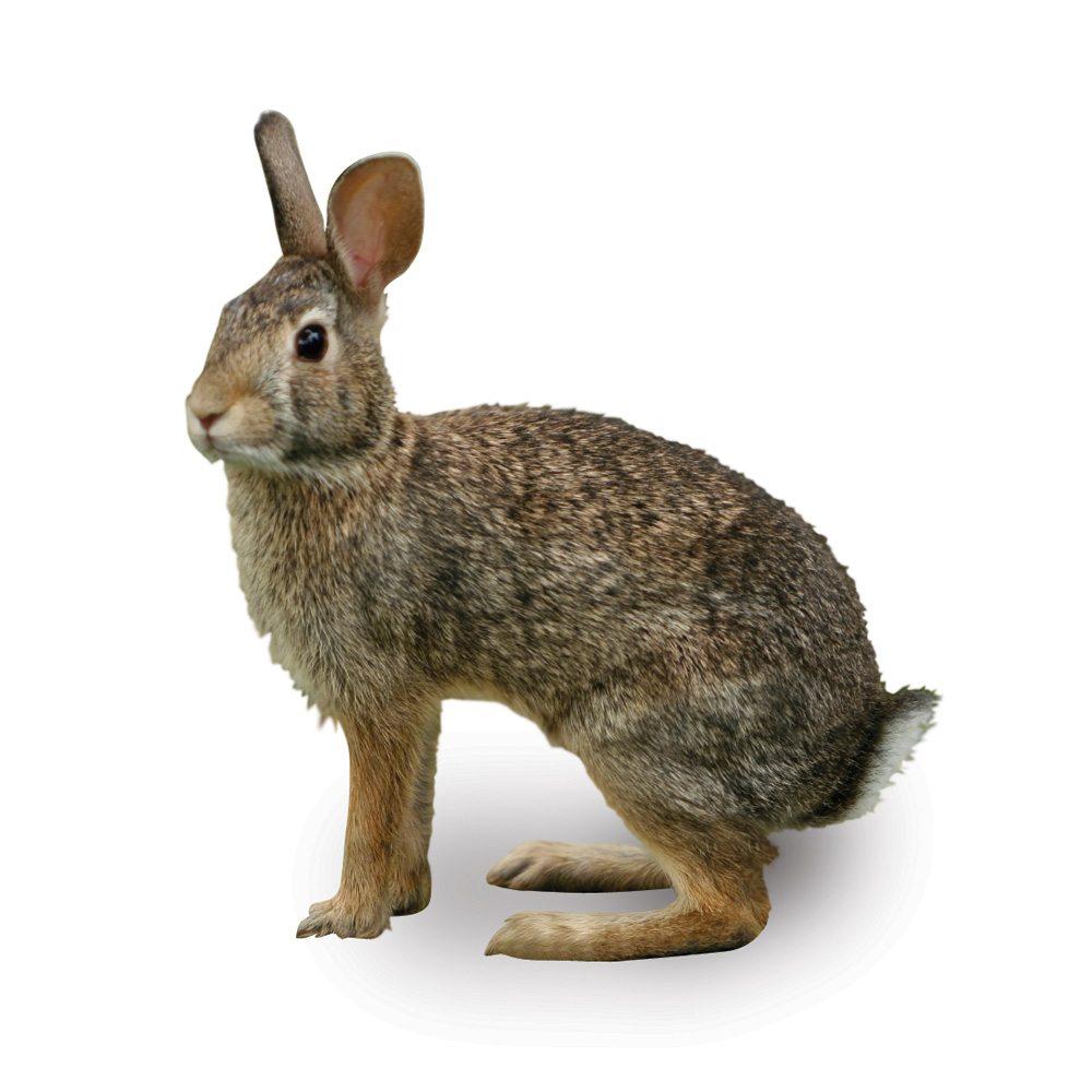 Rodent Is A Rabbit A Rodent